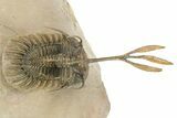 Trident Walliserops Trilobite Fossil - Fantastic Preparation #276386-2